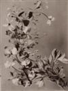 TREUTER, T.A. (active 1890s) Portfolio titled ""Pflanzen-Studien,"" containing 60 studies of artfully-arranged plants, including fruit
